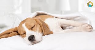 小狗食品科技新突破：助力萌宠运动力，健康成长有保障