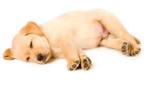 摆脱亚健康！宠物科技赋能小狗食品，打造活力无限的运动犬