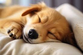 小狗益生菌：提升运动犬表现的新秘密武器？