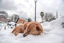 告别运动疲劳：小狗益生菌，科技守护爱犬健康运动