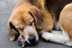 小狗生病？AI 宠物医疗健康监测系统，精准预警早知道！