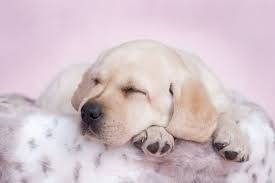 狗狗生病别慌！宠物智能穿戴设备，实时数据帮你分析病情