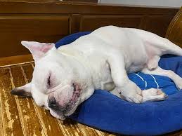 小狗生活习惯大揭秘：科技助力狗狗健康成长